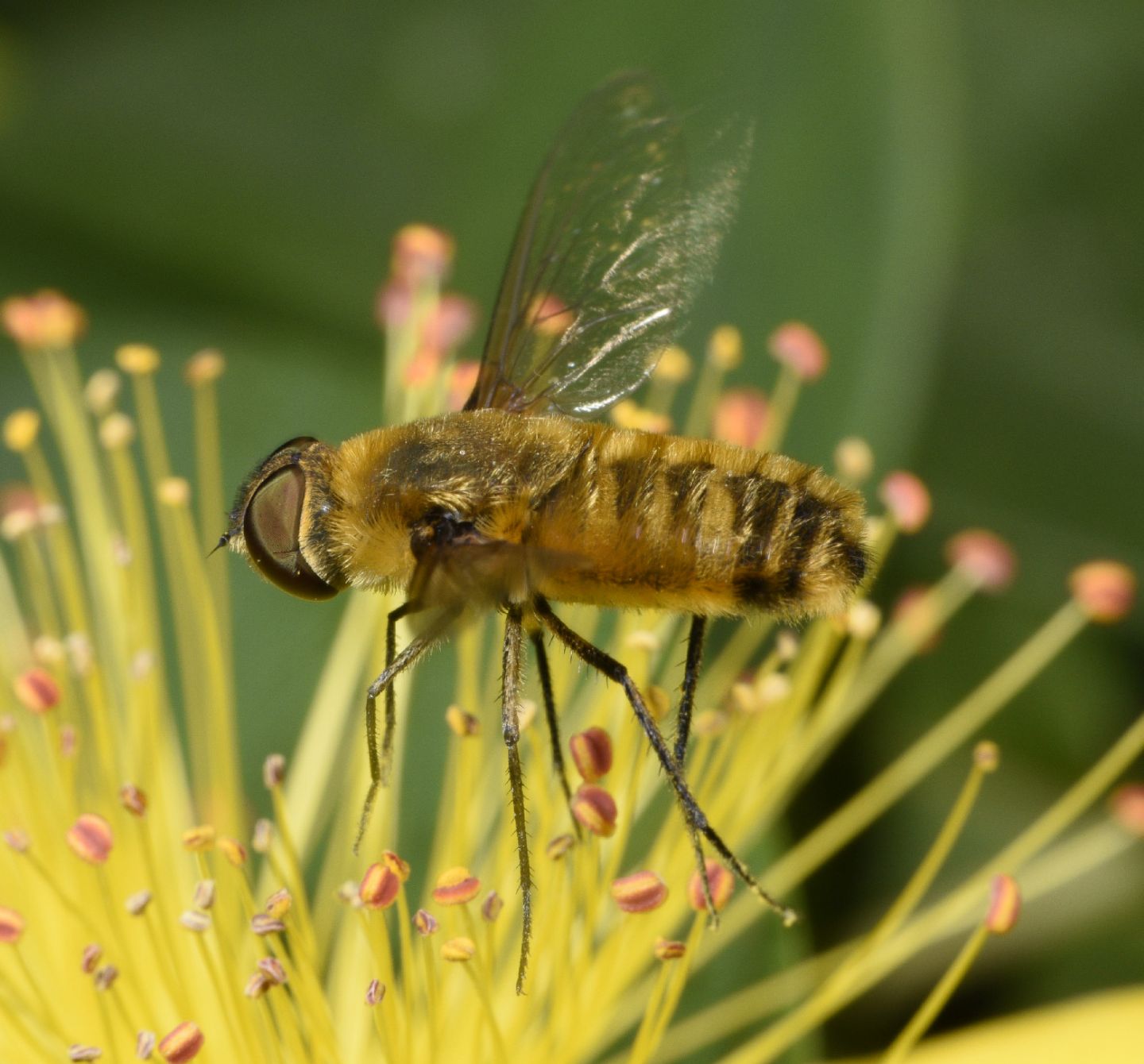 Bombyliidae: Villa sp.